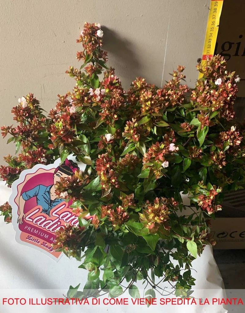 ABELIA GRANDIFLORA LITTLE LADY VASO 19CM