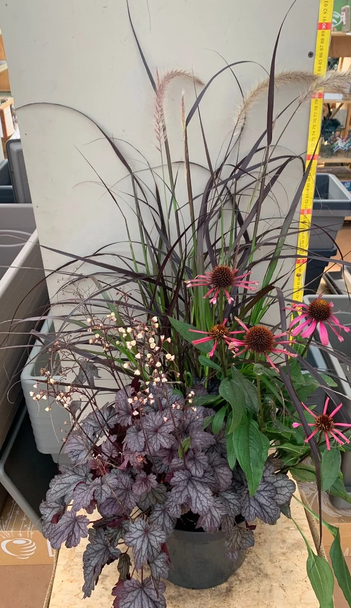 TRIS COMPOSIZIONE DI PIANTE PERENNI IN VASO 26CM
