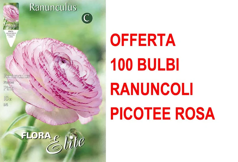 OFFERTA 100 BULBI RANUNCOLO PICOTEE ROSA
