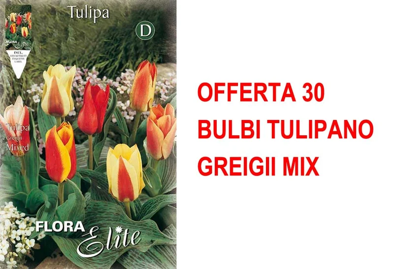 OFFERTA 30 BULBI TULIPANO GREIGII MIX