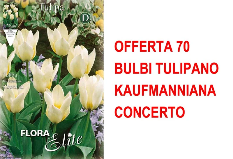OFFERTA 70 BULBI TULIPANO KAUFMANNIANA CONCERTO
