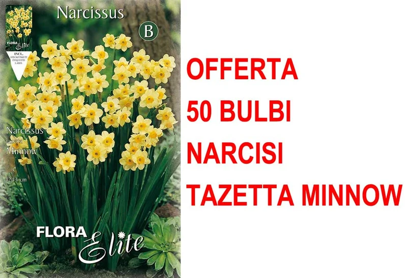 OFFERTA 50 BULBI NARCISO TAZETTA MINNOW