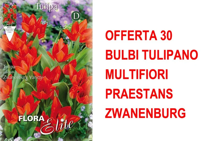 OFFERTA 30 BULBI TULIPANO MULTIFIORI PRAESTANS ZWANENBURG