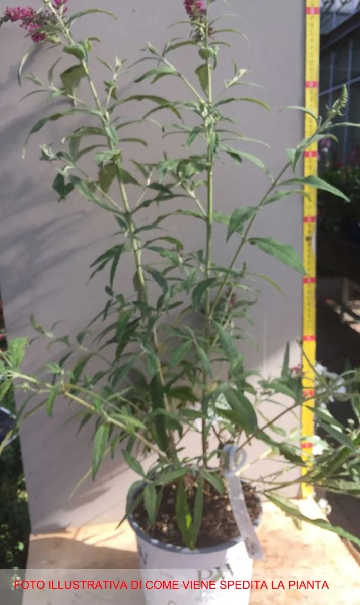 BUDDLEJA DAVIDII MISS RUBY VASO DA 18CM