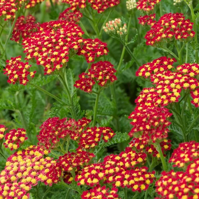 ACHILLEA MILLY ROCK RED IN VASO 18CM