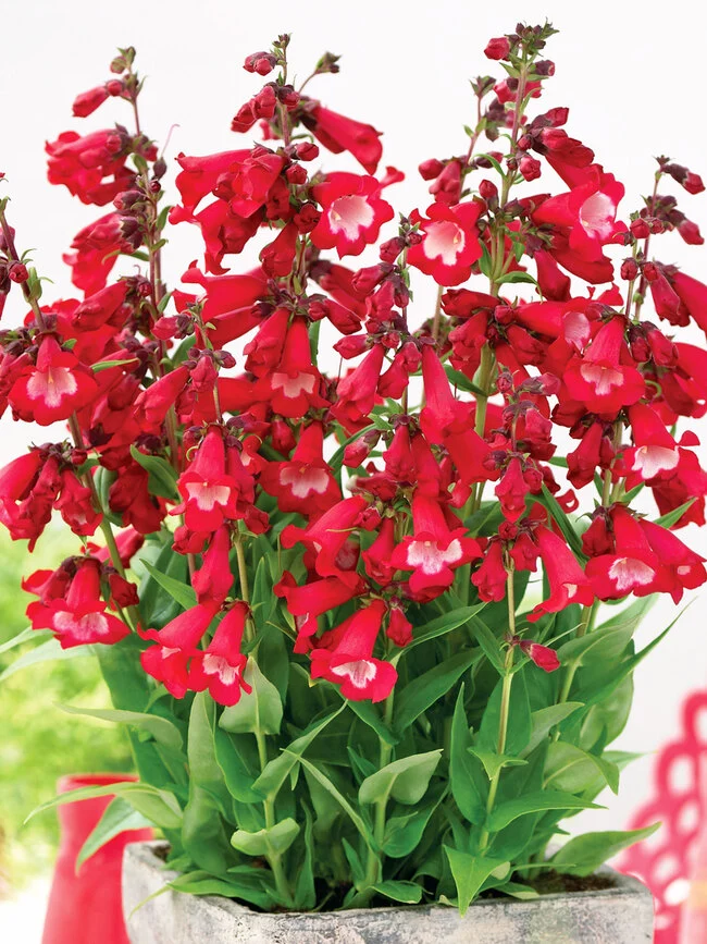 PENSTEMON POLARIS RED VASO 17CM