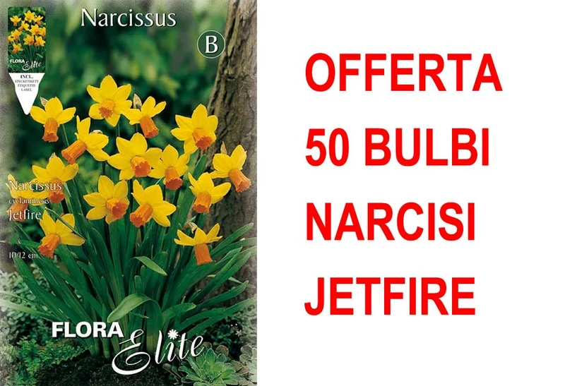 OFFERTA 50 BULBI NARCISO CYCLAMINEUS JETFIRE