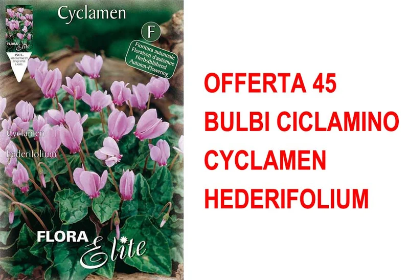 OFFERTA 45 BULBI CICLAMINO CYCLAMEN HEDERIFOLIUM