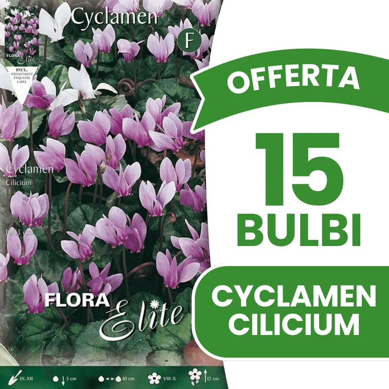 OFFERTA 15 BULBI CICLAMINO CYCLAMEN CILICIUM