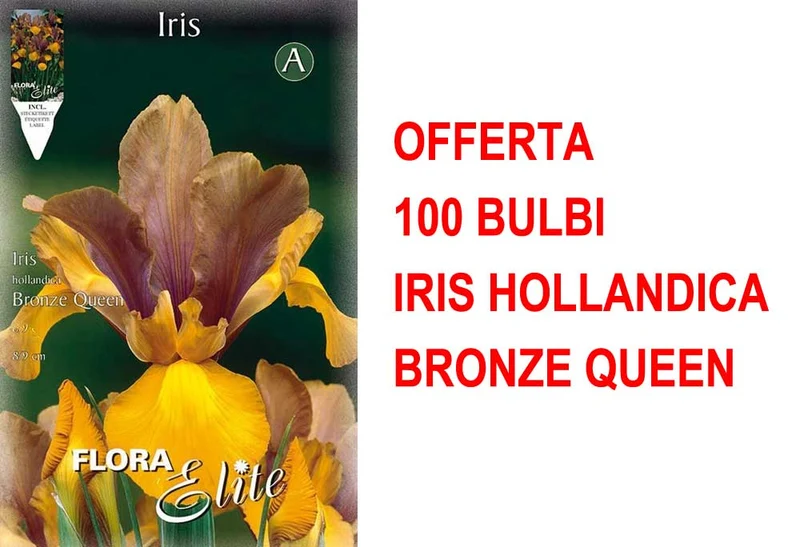 OFFERTA 100 BULBI IRIS HOLLANDICA BRONZE QUEEN