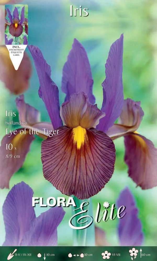 IRIS HOLLANDICA EYE OF THE TIGER (CONFEZIONE DA 10 BULBI)