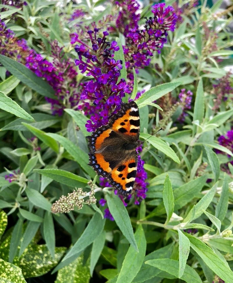 BUDDLEJA BUTTERFLY TOWER FUCSIA VASO DA 18CM