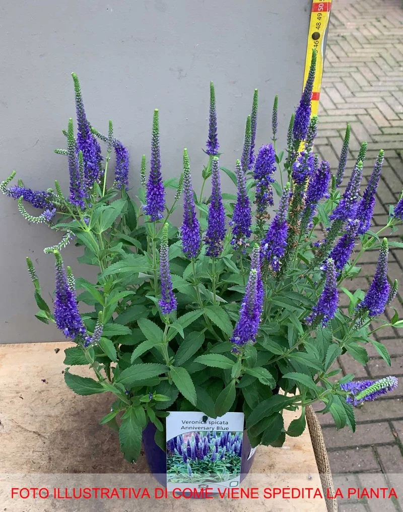 VERONICA SPICATA BLU VASO 18CM