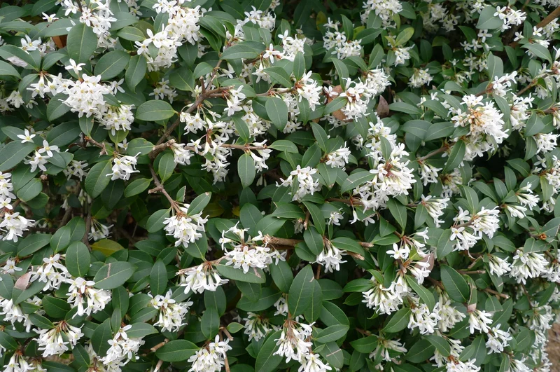 OSMANTHUS OSMAREA BURKWOODII VASO 18CM