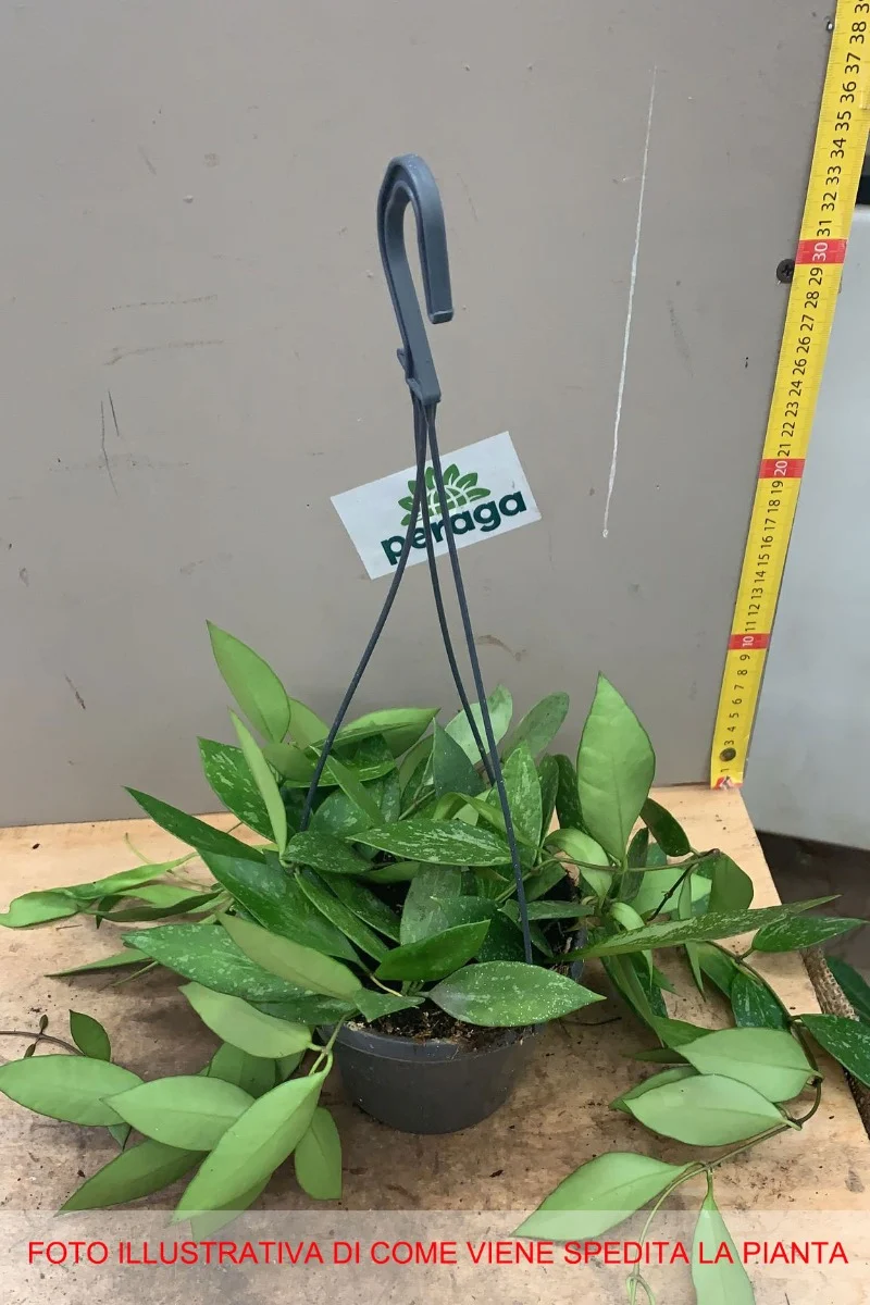 HOYA GRACILIS FIORE DI CERA VASO 14CM