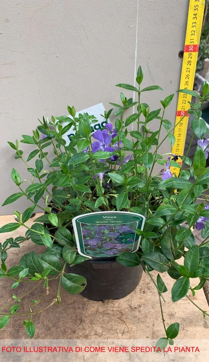 VINCA MINOR BOWLES VARIETY VASO 17CM
