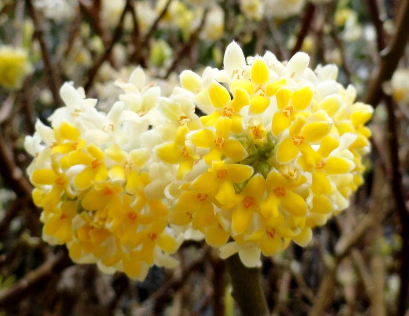 EDGEWORTHIA VASO 24CM