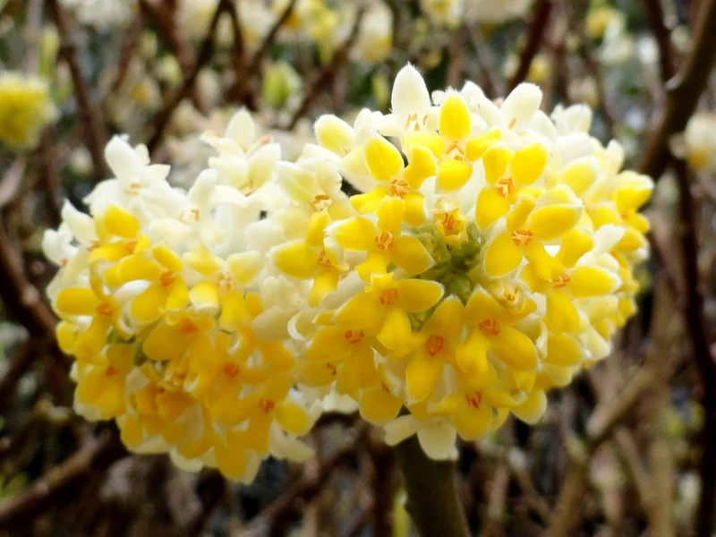EDGEWORTHIA VASO 18CM