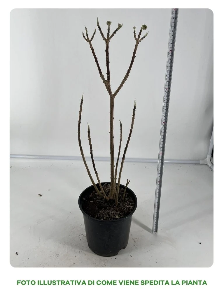 EDGEWORTHIA VASO 18CM