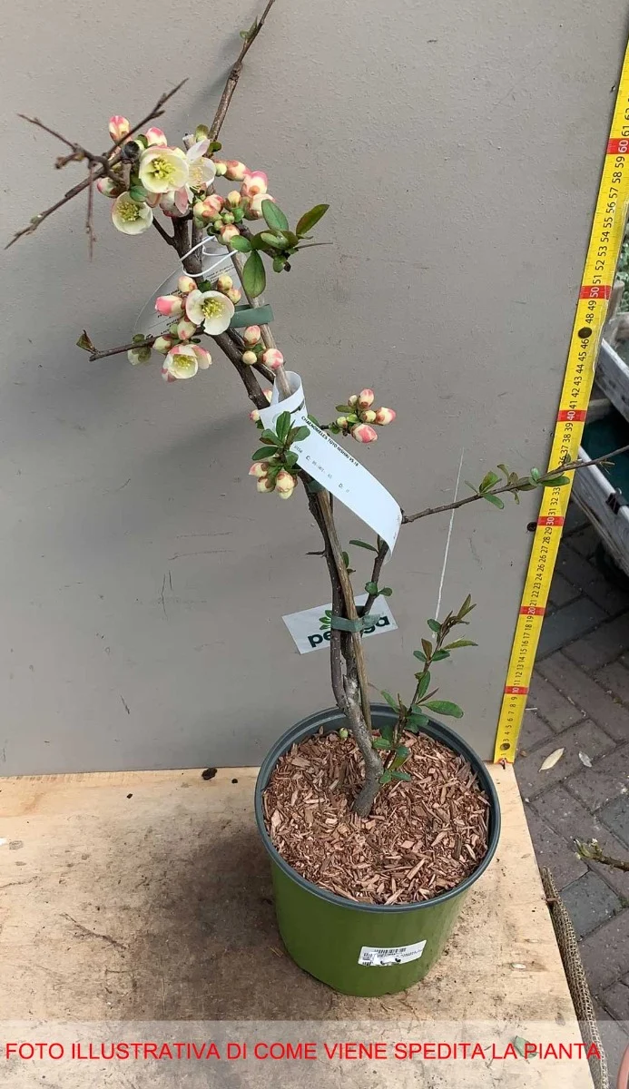 CHAENOMELES TOYO NISHIKI COTOGNO GIAPPONESE IN VASO 18CM