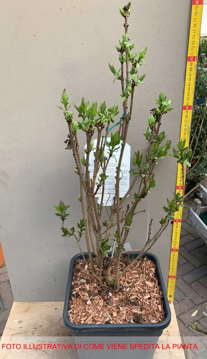 SYRINGA LILLA' KATHERINE HAVEMEYER IN VASO 26CM