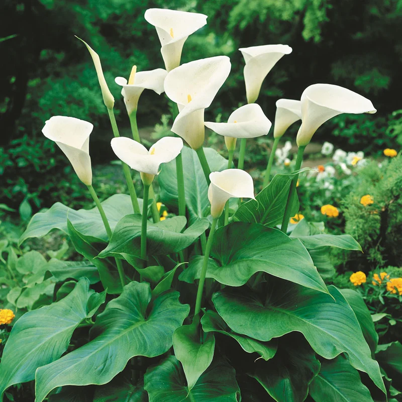 CALLA ZANTEDESCHIA COLORE ASSORTITO VASO 15CM