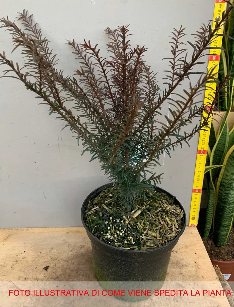 TAXUS BACCATA VASO 18CM