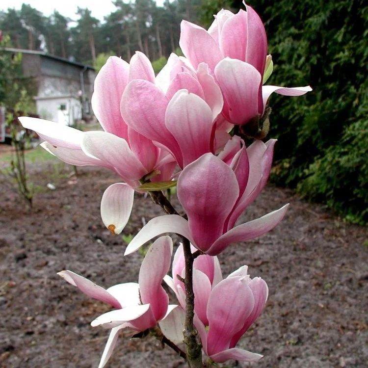 MAGNOLIA FRAGRANT CLOUD VASO 21CM