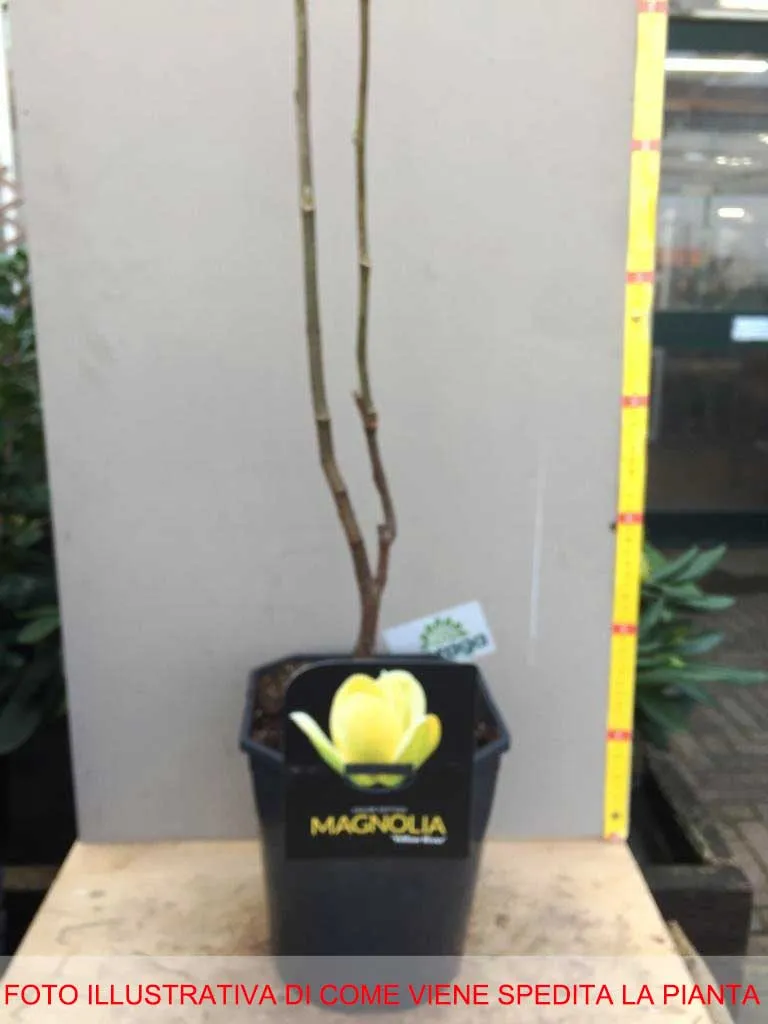 MAGNOLIA GRANDIFLORA YELLOW RIVER VASO 21CM