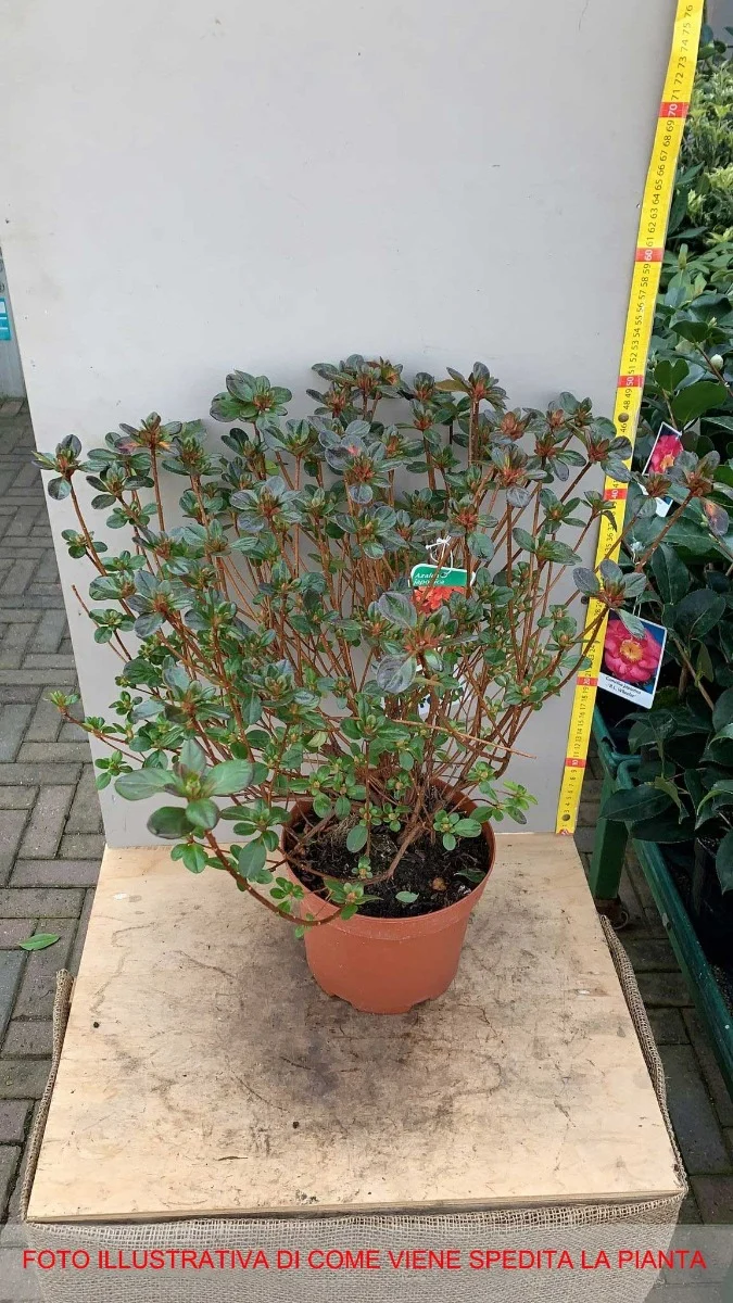 AZALEA JAPONICA RUSTICA ROSSA VASO 19CM