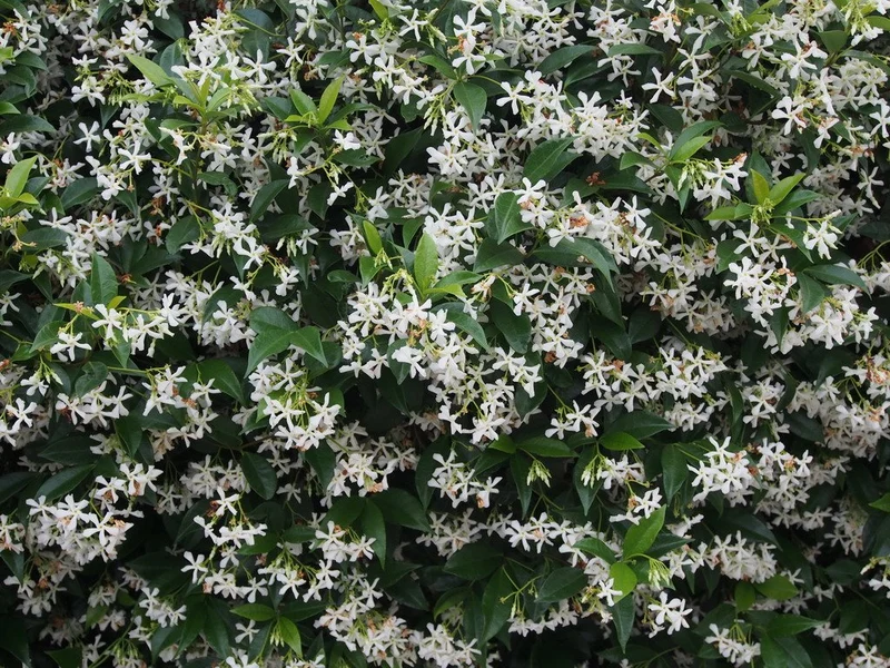 RHYNCHOSPERNUM JASMINOIDES VASO 19CM