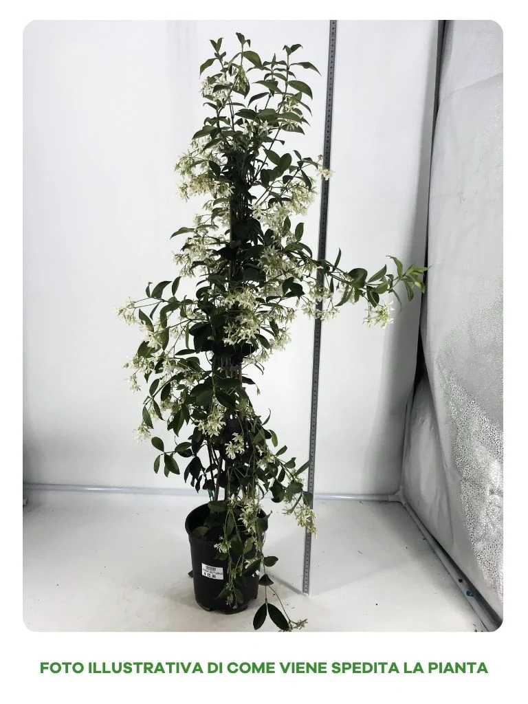 RHYNCHOSPERNUM JASMINOIDES VASO 19CM
