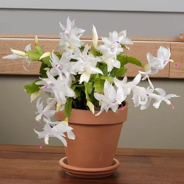 SCHLUMBERGERA CACTUS DI NATALE IN VASO 11CM COLORE ASSORTITO