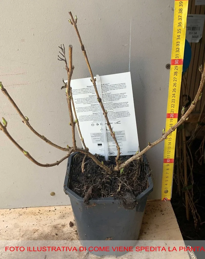 WEIGELIA EBONY AND IVORY VASO 19CM