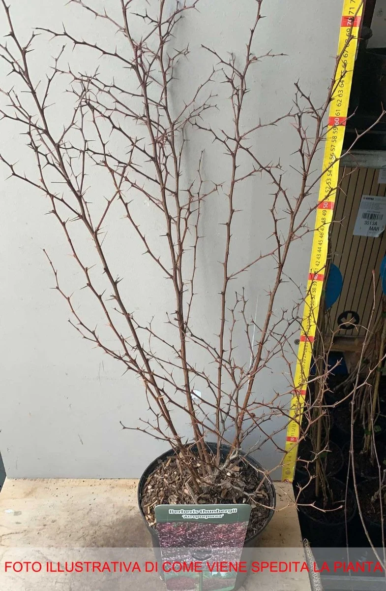 BERBERIS THUNBERGII ATROPURPUREA VASO 19CM