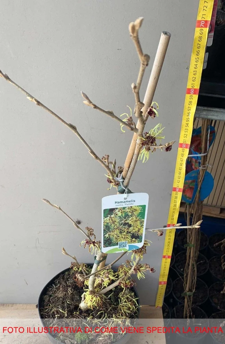 HAMAMELIS INTERMEDIA PALLIDA GIALLA VASO 23CM