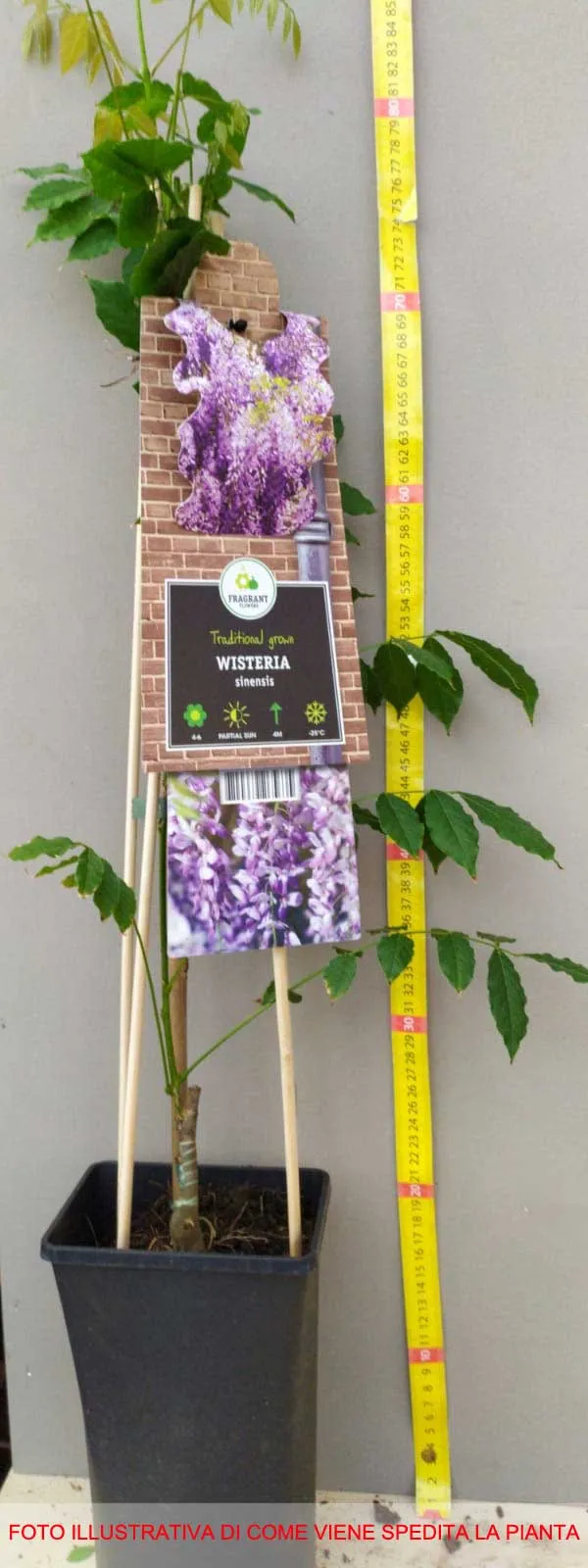 GLICINE WISTERIA SINENSIS PROFILIC VASO 16CM