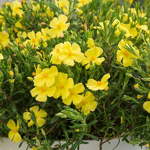HALIMIUM APRIL SUN VASO 17CM