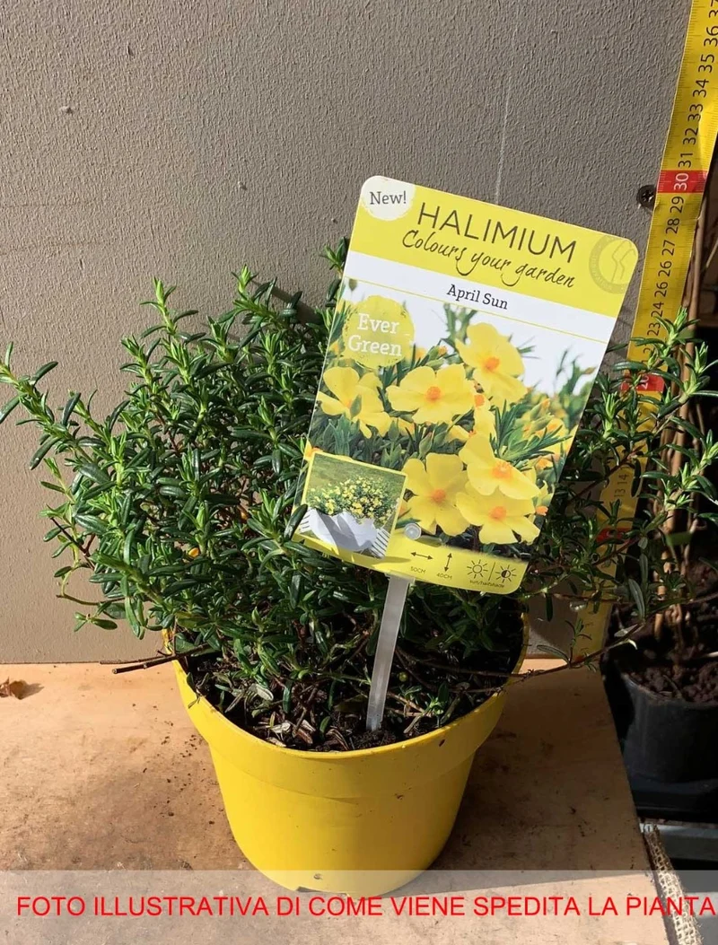 HALIMIUM APRIL SUN VASO 17CM