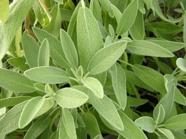 SALVIA OFFICINALIS IN VASO 18CM