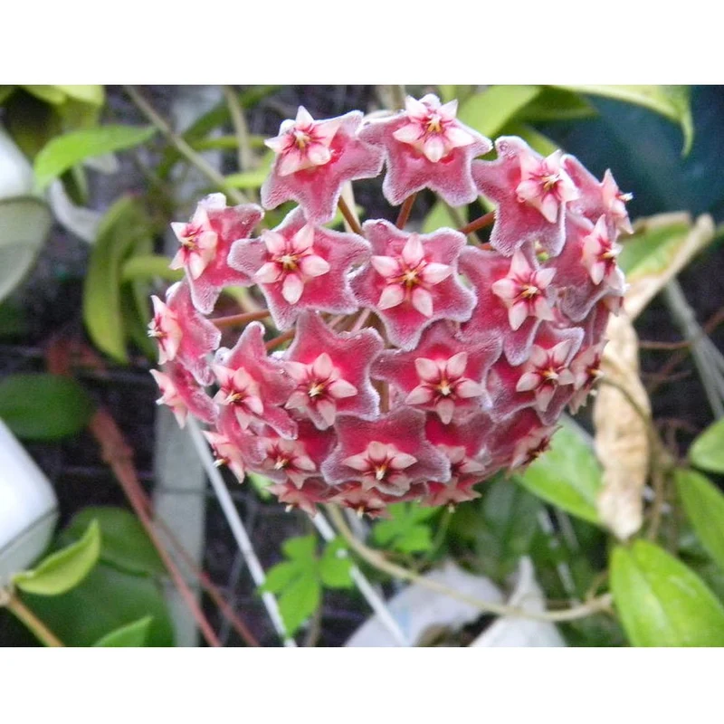 HOYA PUBLICALIX FIORE DI CERA VASO 14CM