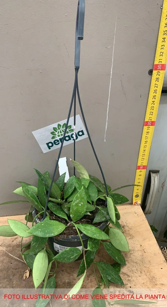 HOYA MEMORIA FIORE DI CERA VASO 14CM