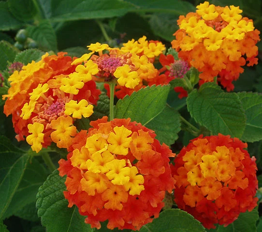 LANTANA CAMARA VASO 30CM