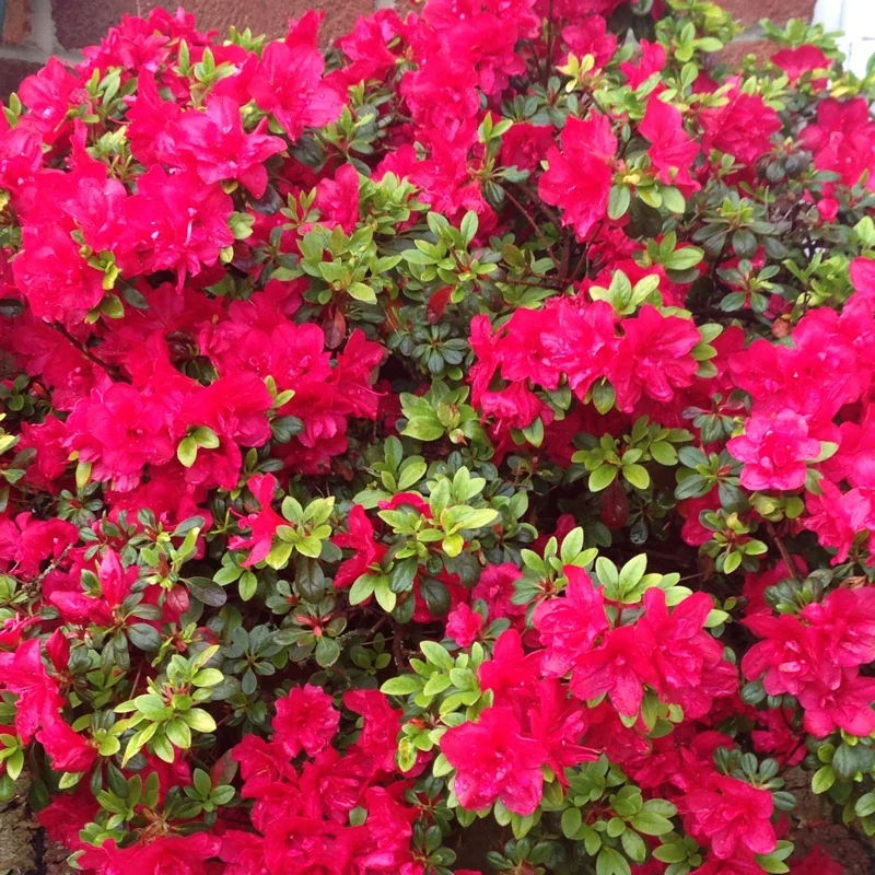 AZALEA JAPONICA RUSTICA KERMESINA VASO 24CM