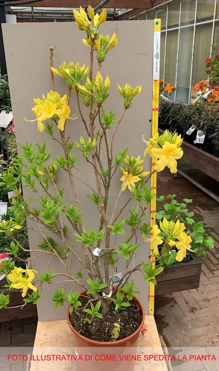 AZALEA MOLLIS ANNEKE VASO 24CM
