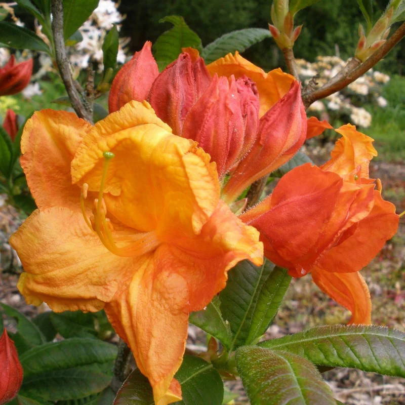 AZALEA MOLLIS GLOWING EMBER VASO 24CM