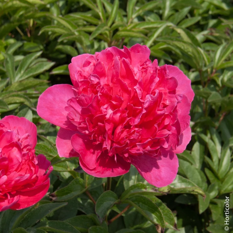 PEONIA LACTIFLORA FELIX CROUSSE VASO 13CM