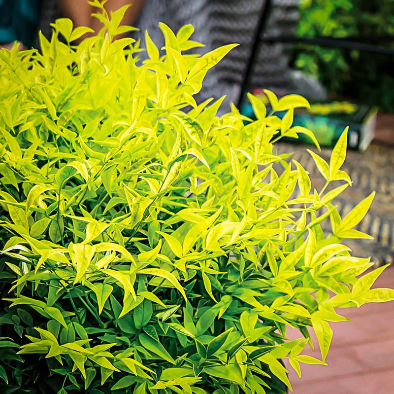 NANDINA DOMESTICA LEMON AND LIME IN VASO 17CM
