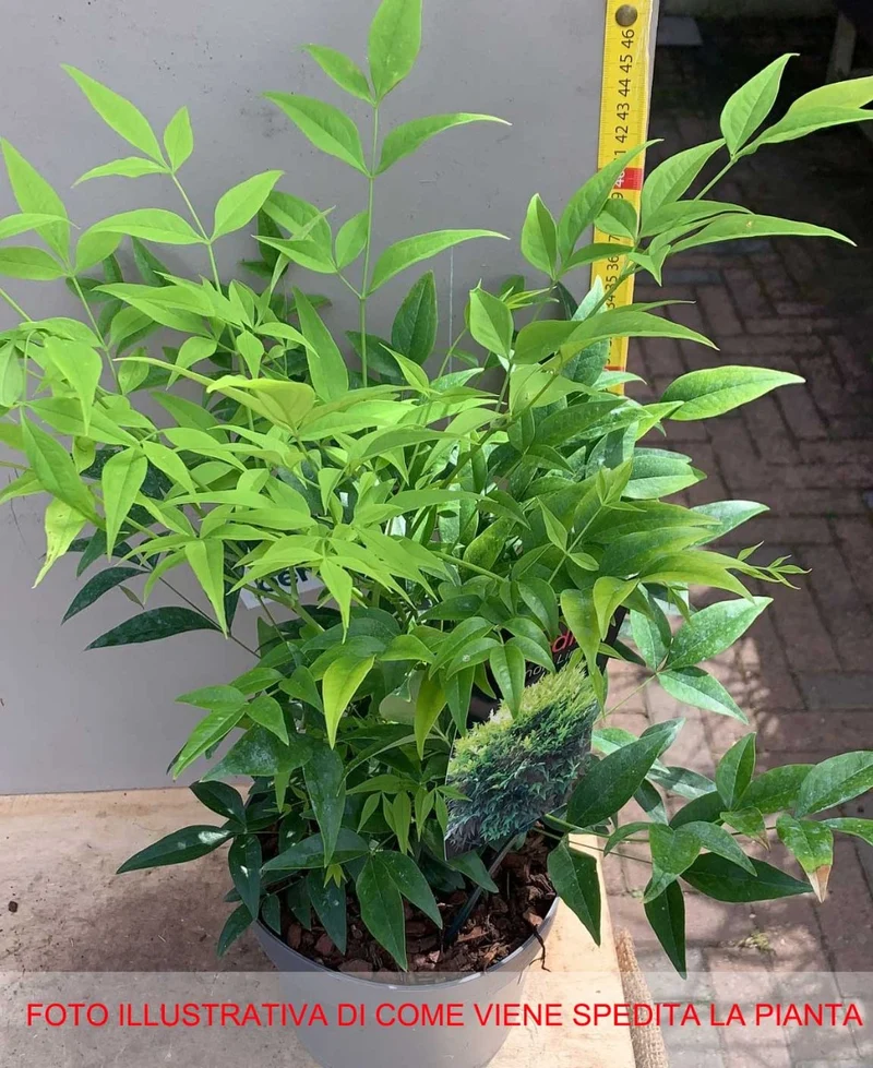 NANDINA DOMESTICA LEMON AND LIME IN VASO 17CM