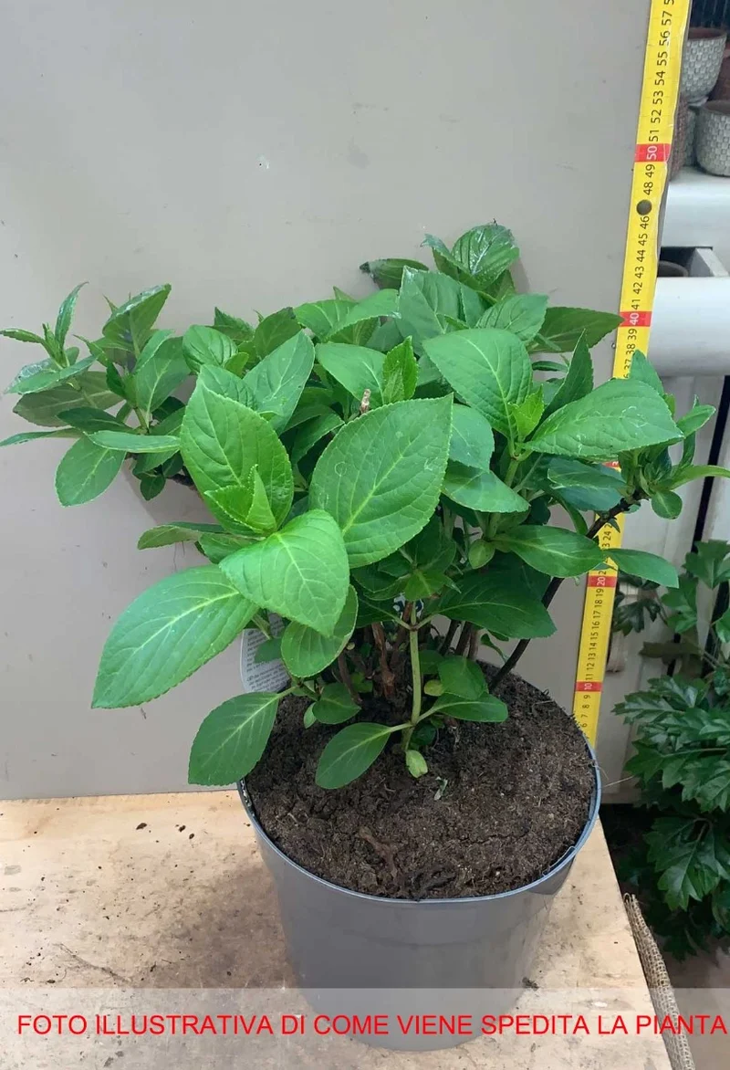 ORTENSIA HYDRANGEA MACROPHYLLA BLACK STEEL VASO 23CM